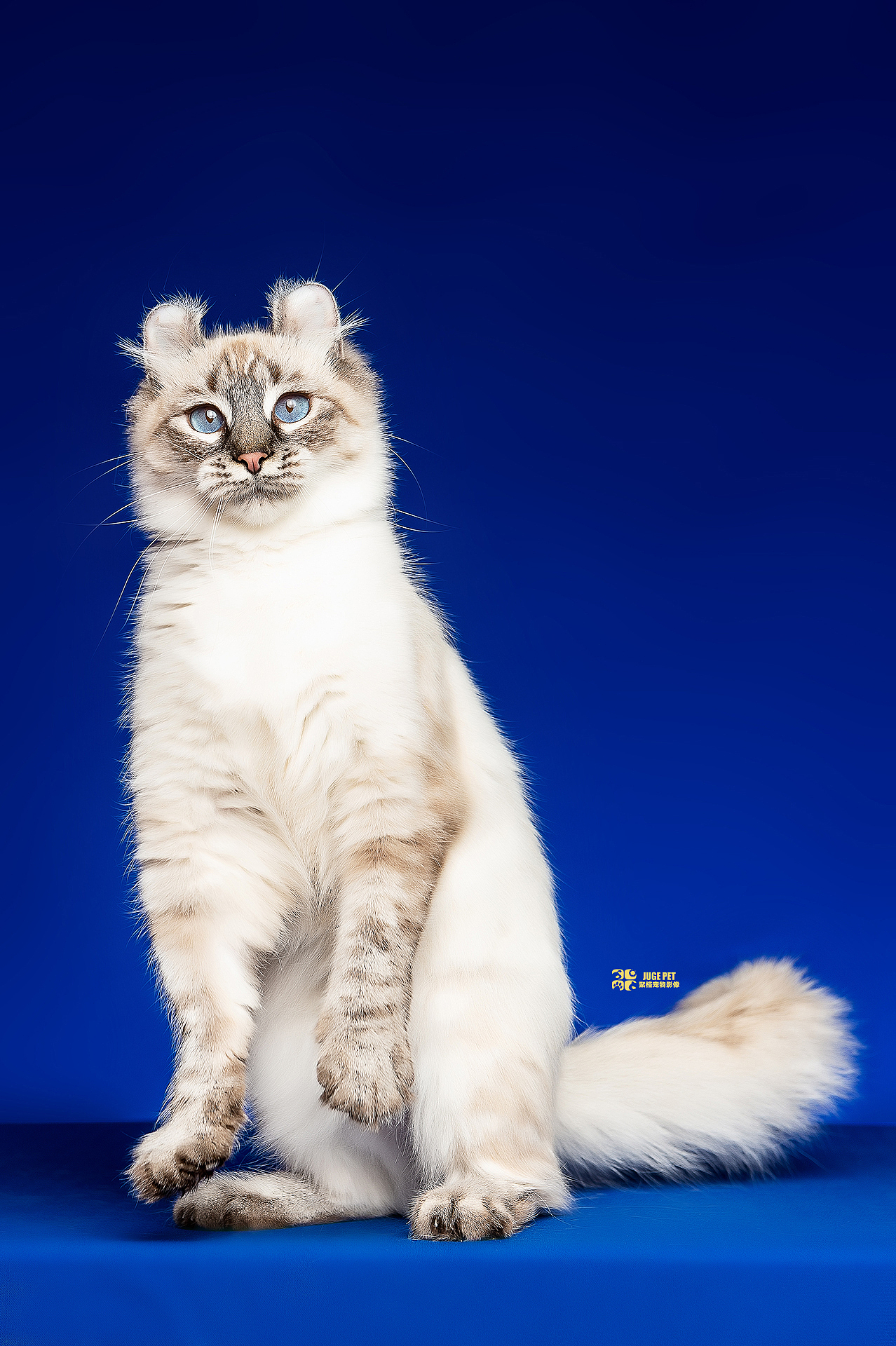 宠物摄影|猫咪拍摄(美国卷耳猫)