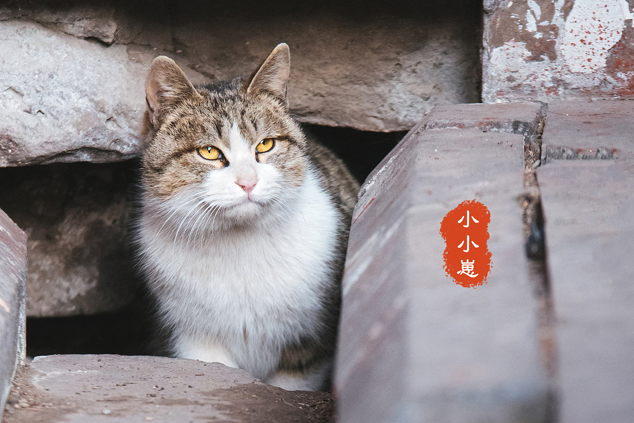 深耕三年故宫猫拍摄,盘点一下我拍过的四十七只御猫.