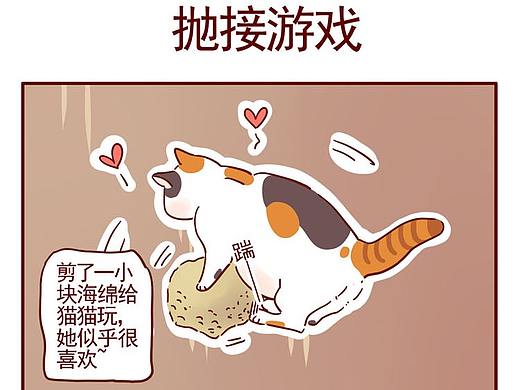 关于饲养袖珍三花喵的日常