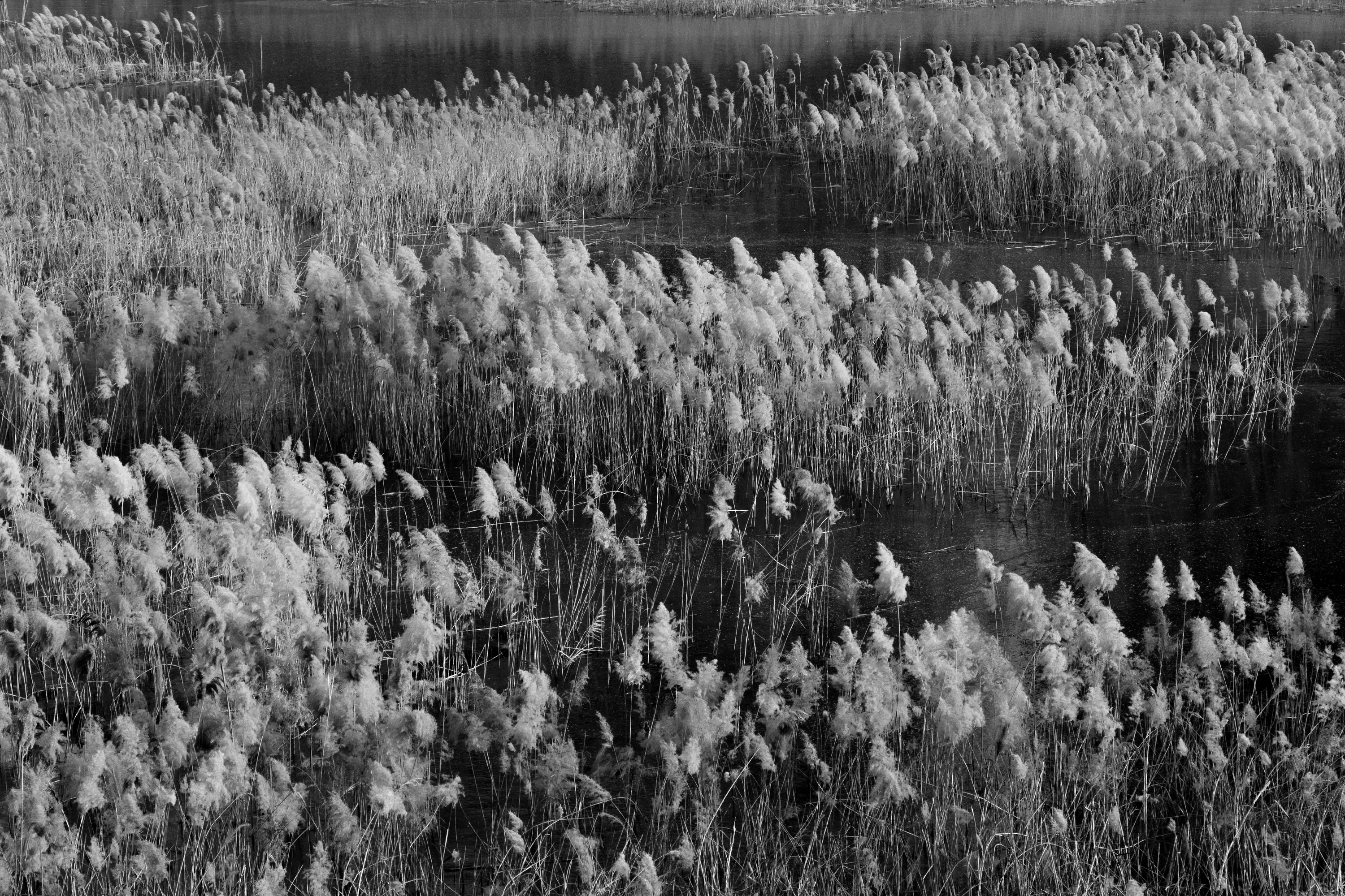 芦苇|摄影|风光|曲延松 - 原创作品 - 站酷 (zcool)