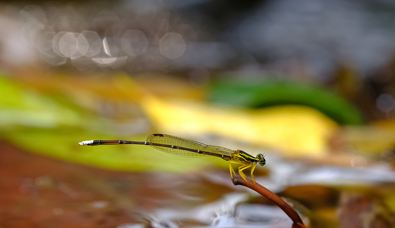 【豆娘】一组圈圈微距摄影（图ZMTc4OTY2NjY0） - 风光摄影 - 站酷设计师瓜哥微距摄影原创素材 - 站酷ZCOOL