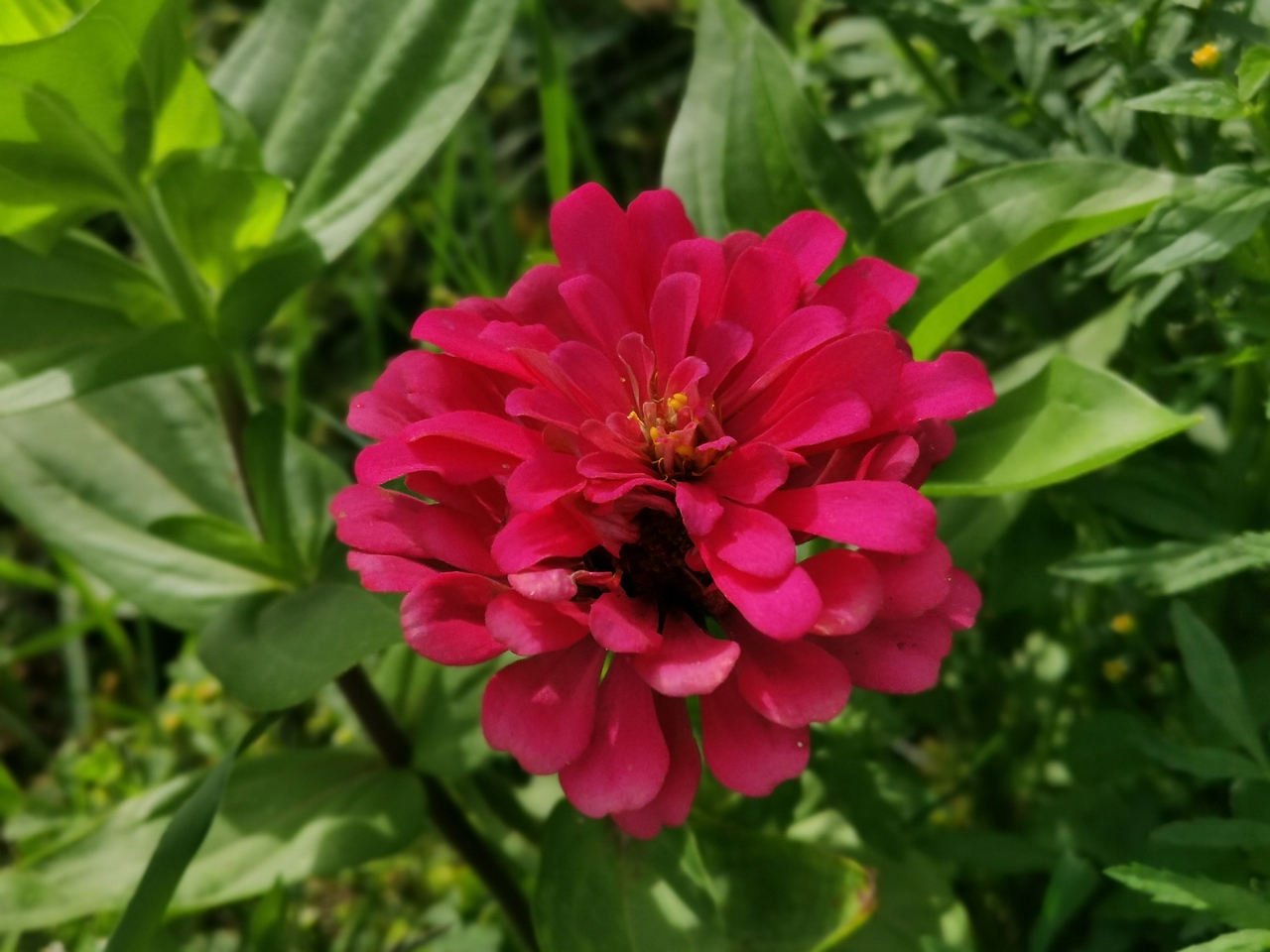 野菊（图ZMjYwNDE2ODAw） - 风光摄影 - 站酷设计师南蛮文子原创素材 - 站酷ZCOOL