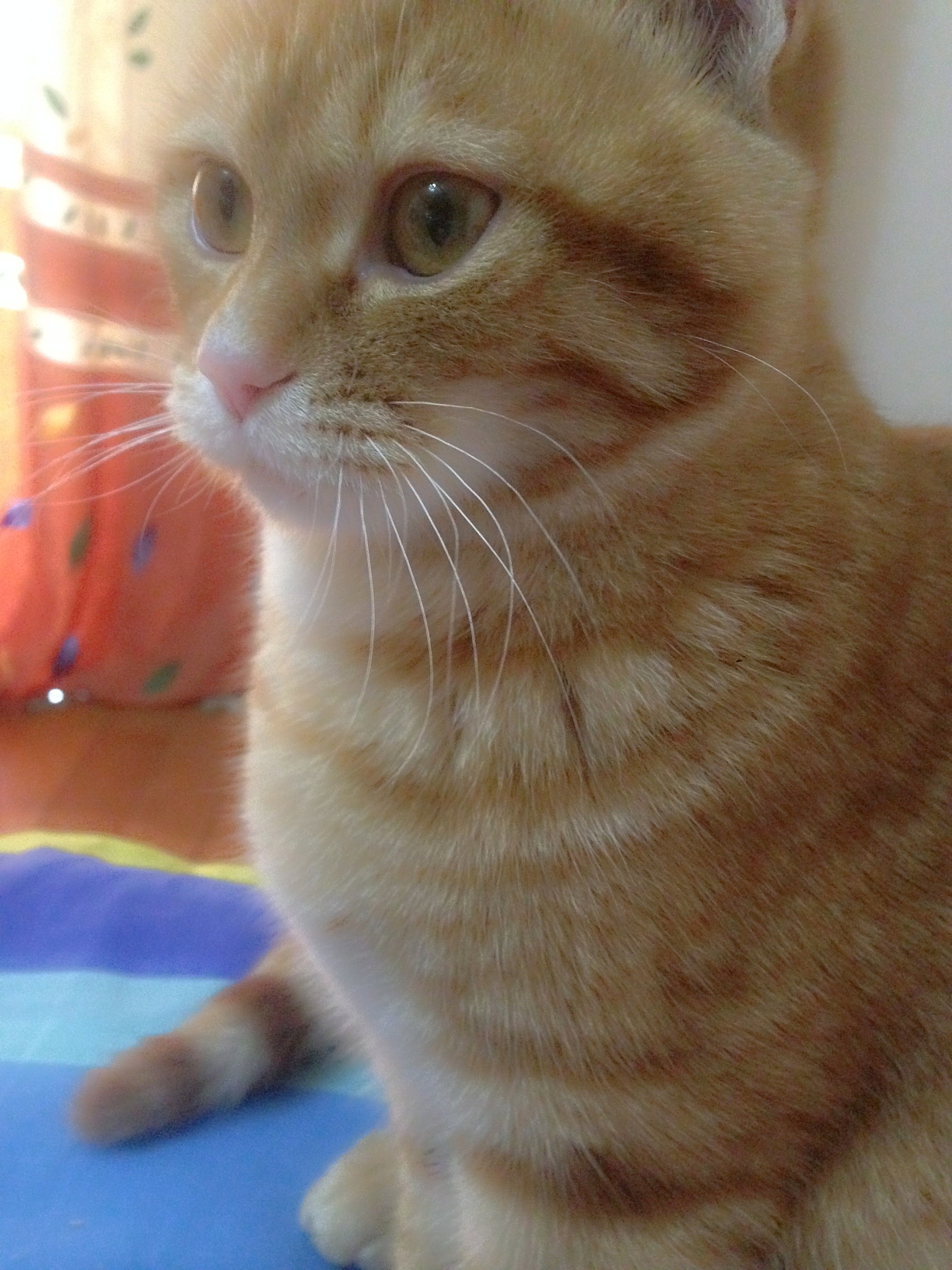 晒猫这种事必须参一脚（2）（图ZMjU1NDcyMjg=） - 宠物摄影 - 站酷设计师Lieles莘原创素材 - 站酷ZCOOL