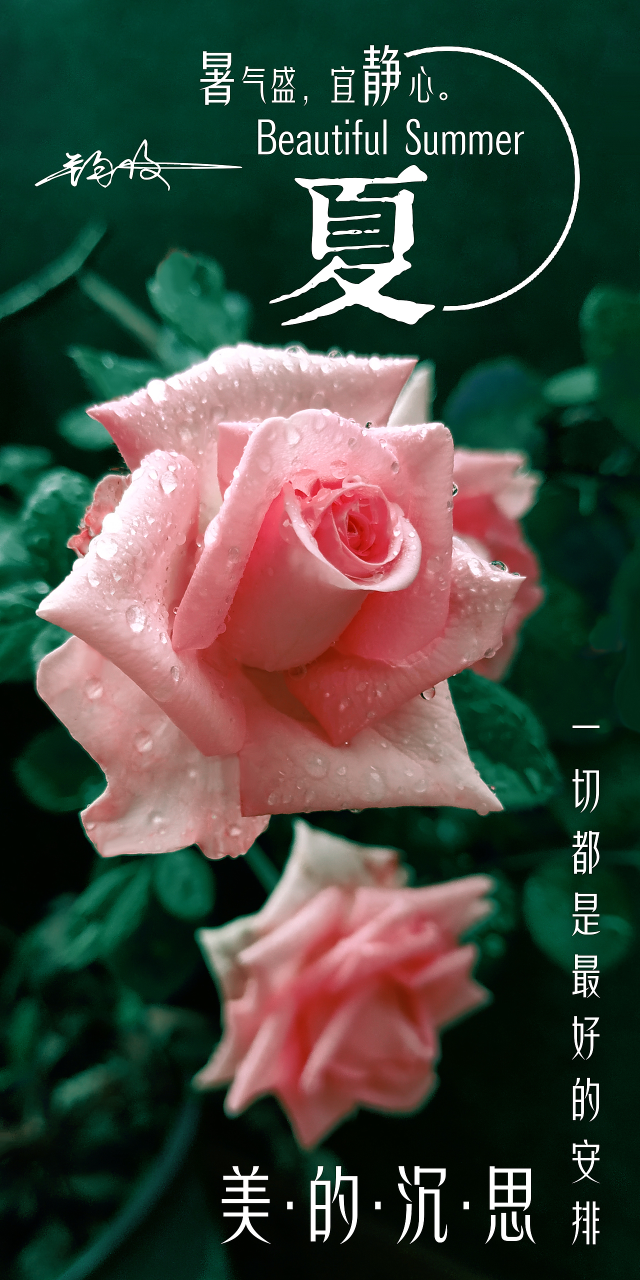 阳台上绽放的粉色玫瑰花