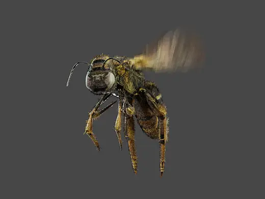 Blender 蜜蜂三维动画