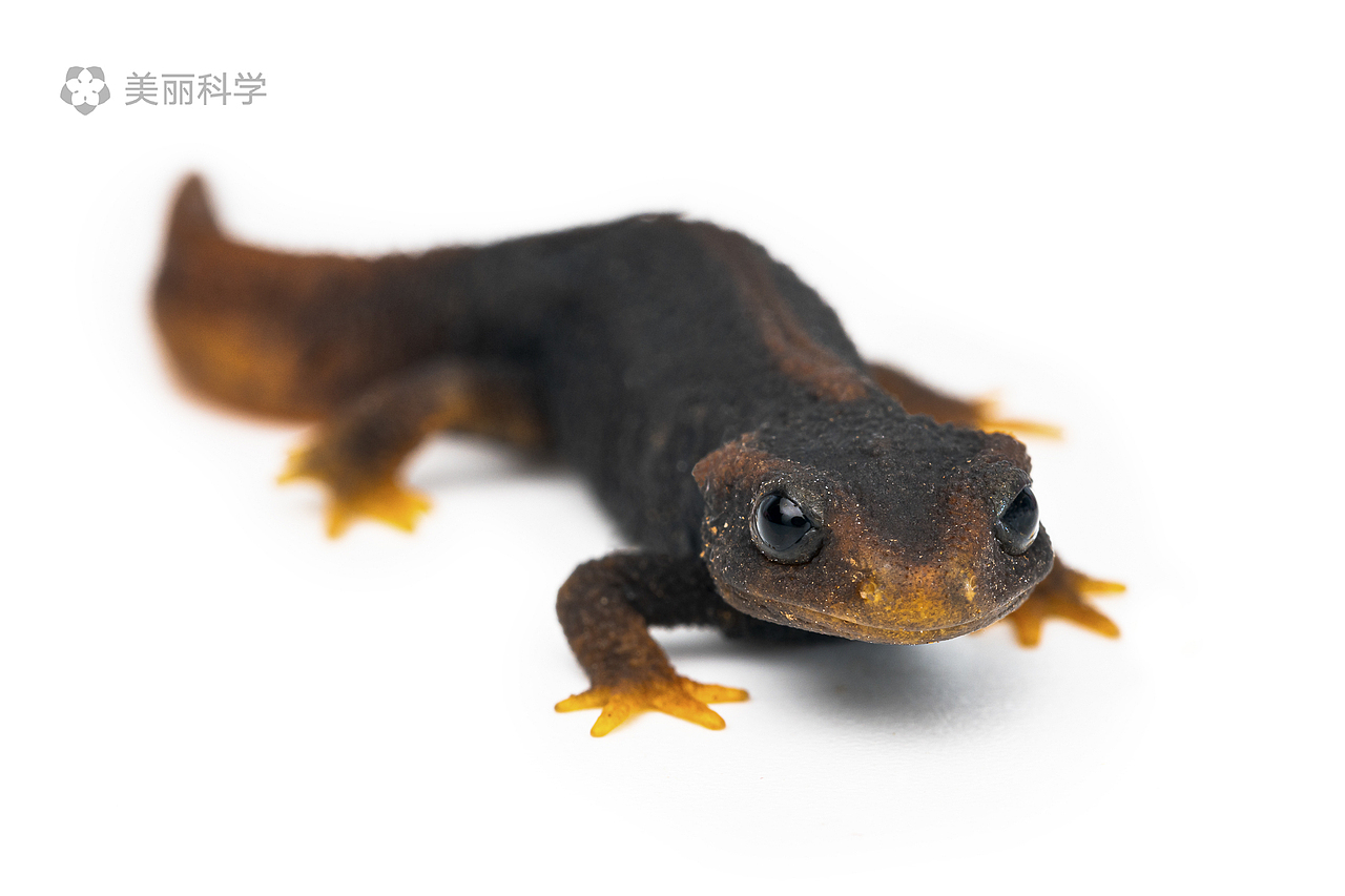 这是一只棕黑疣螈的幼体,所有的疣螈幼体都有着一双明亮的大眼睛和肥