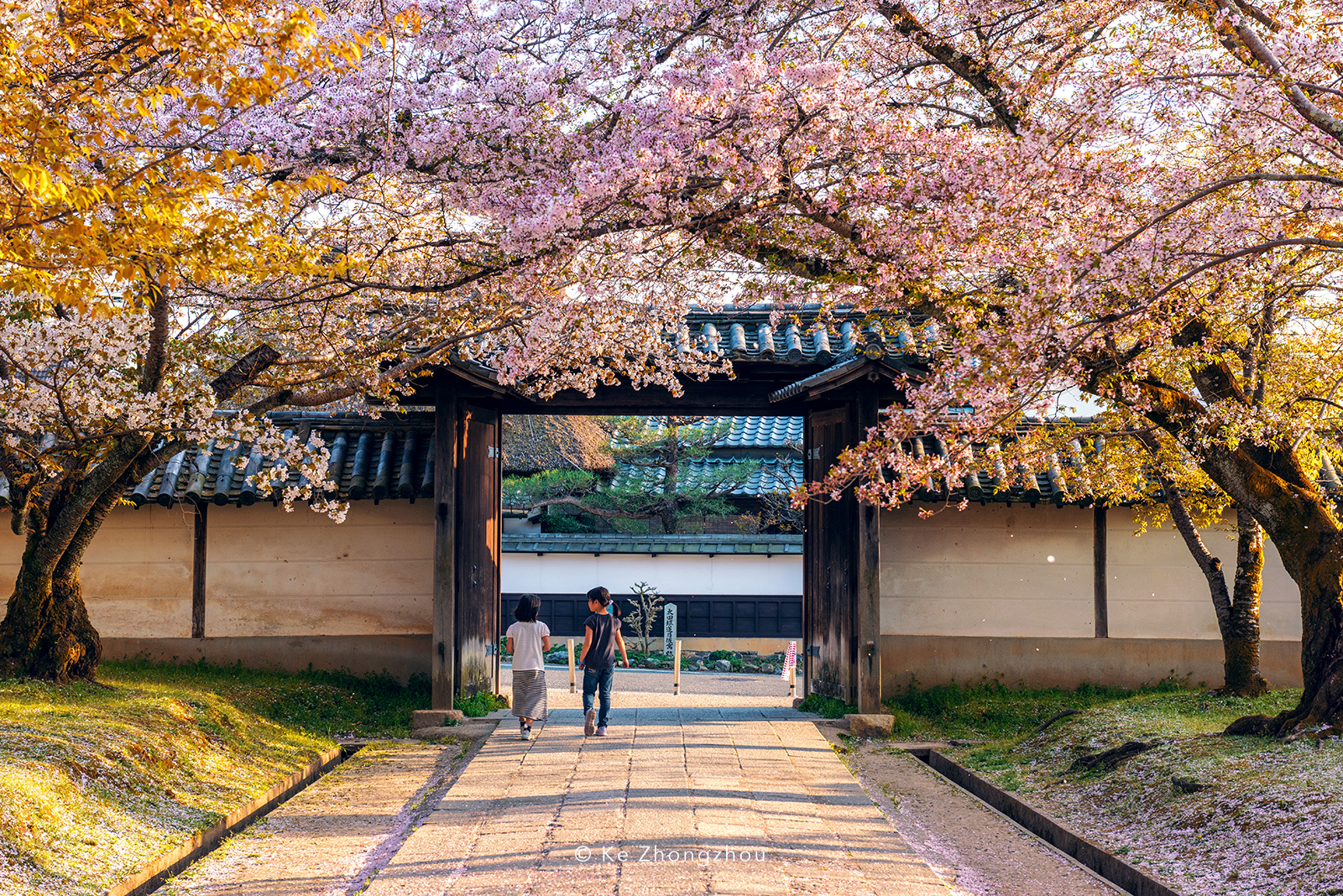 日本樱花季旅游|摄影|风光|KeZhongzhou - 原创