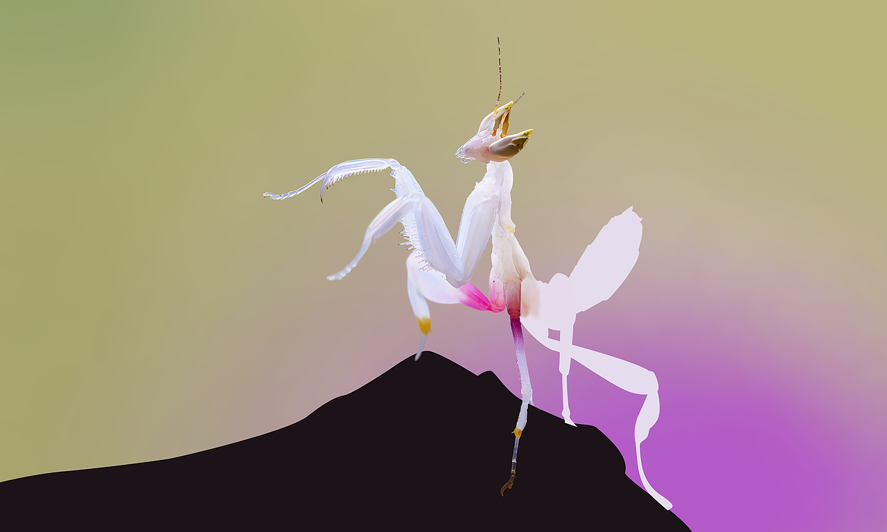 兰花螳螂（图ZMTU3NzU0MDcy） - 创作习作 - 站酷设计师芝麻不开花原创素材 - 站酷ZCOOL