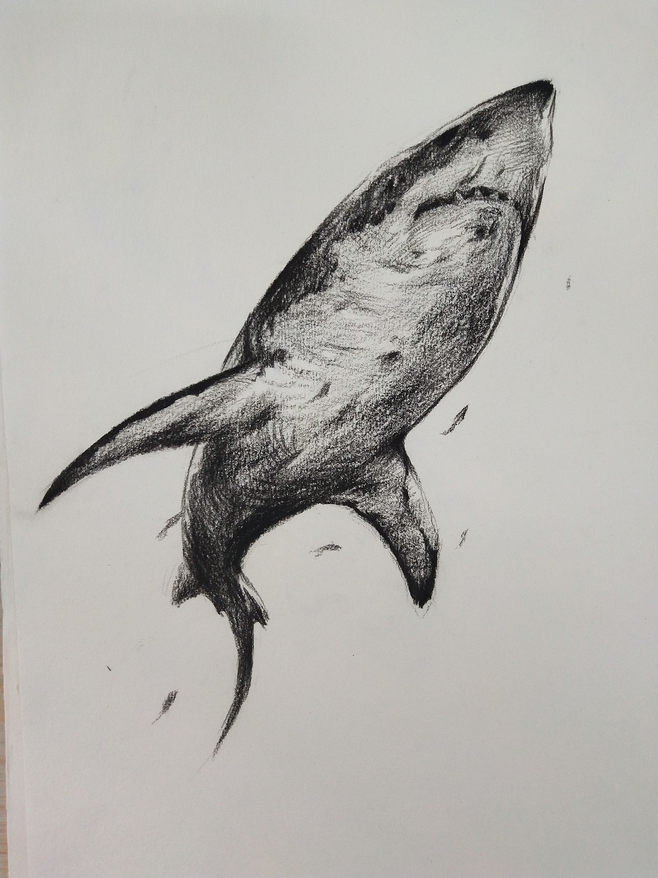 炭笔动物速写_半夏插画-站酷zcool