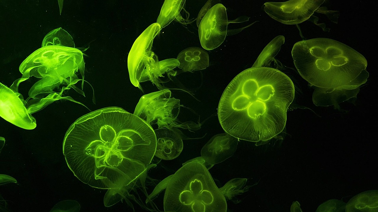 绿色护眼高清动态壁纸