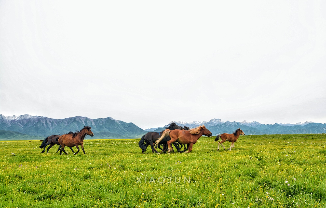 草原奔跑的马高清图片下载-正版图片500648317-摄图网