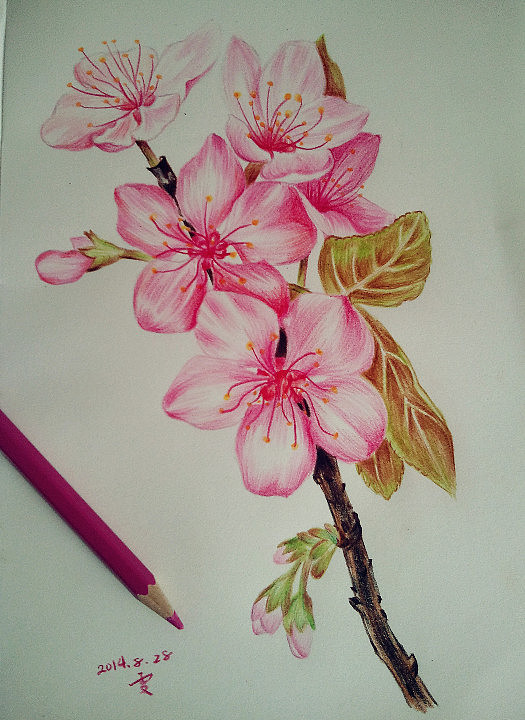彩铅画樱花画法图片