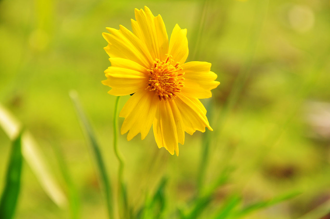 盛夏花开（图ZMTA4MjMzNDQ=） - 风光摄影 - 站酷设计师壹枚Design原创素材 - 站酷ZCOOL