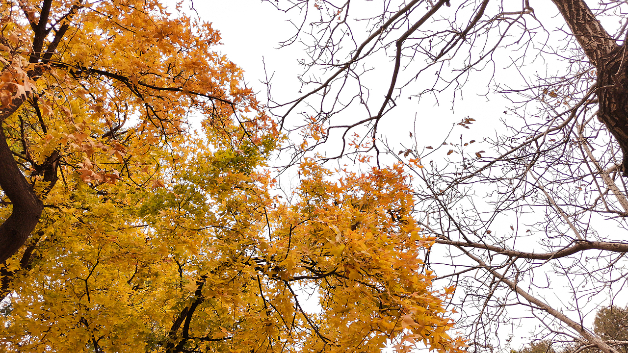 故宫-柿子红了（图ZMTg2MzA2NzQ4） - 人文/纪实摄影 - 站酷设计师嗨皮工坊原创素材 - 站酷ZCOOL