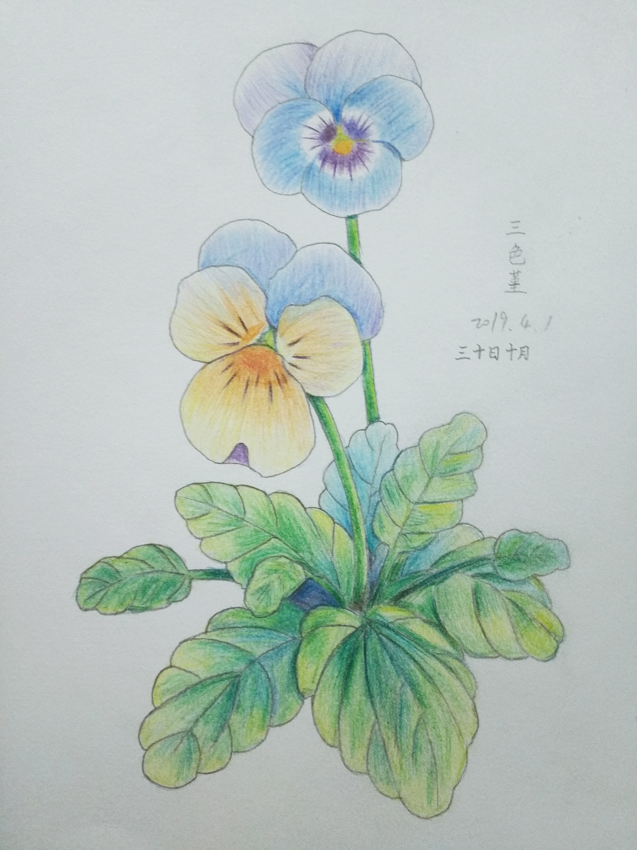彩铅（图ZMTYyMzY0MDUy） - 艺术插画 - 站酷设计师三十日十月原创素材 - 站酷ZCOOL