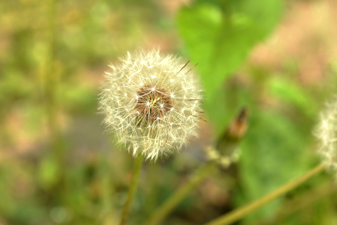 《蒲公英》（图ZMjc0NjgxNjg=） - 风光摄影 - 站酷设计师2011苹果妞原创素材 - 站酷ZCOOL