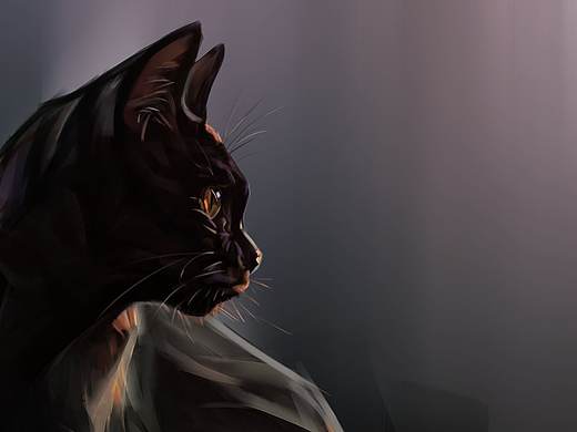 黑猫
