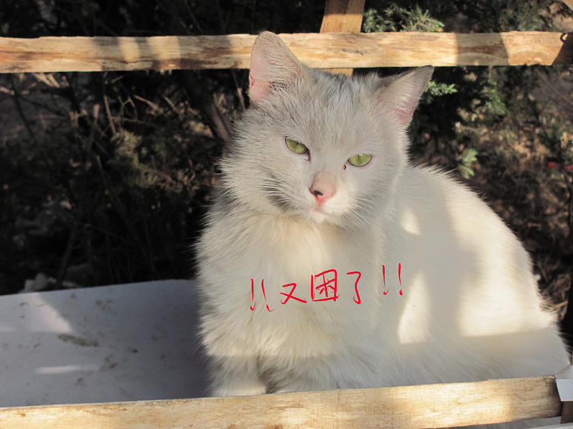 我结交了一群新朋友（图ZMjc2MjE0NDg=） - 文案/策划 - 站酷设计师画师x如也原创素材 - 站酷ZCOOL