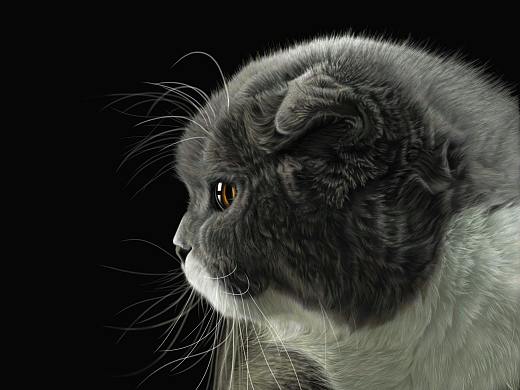 折耳猫