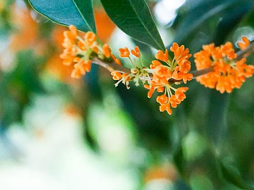 桂花摄影