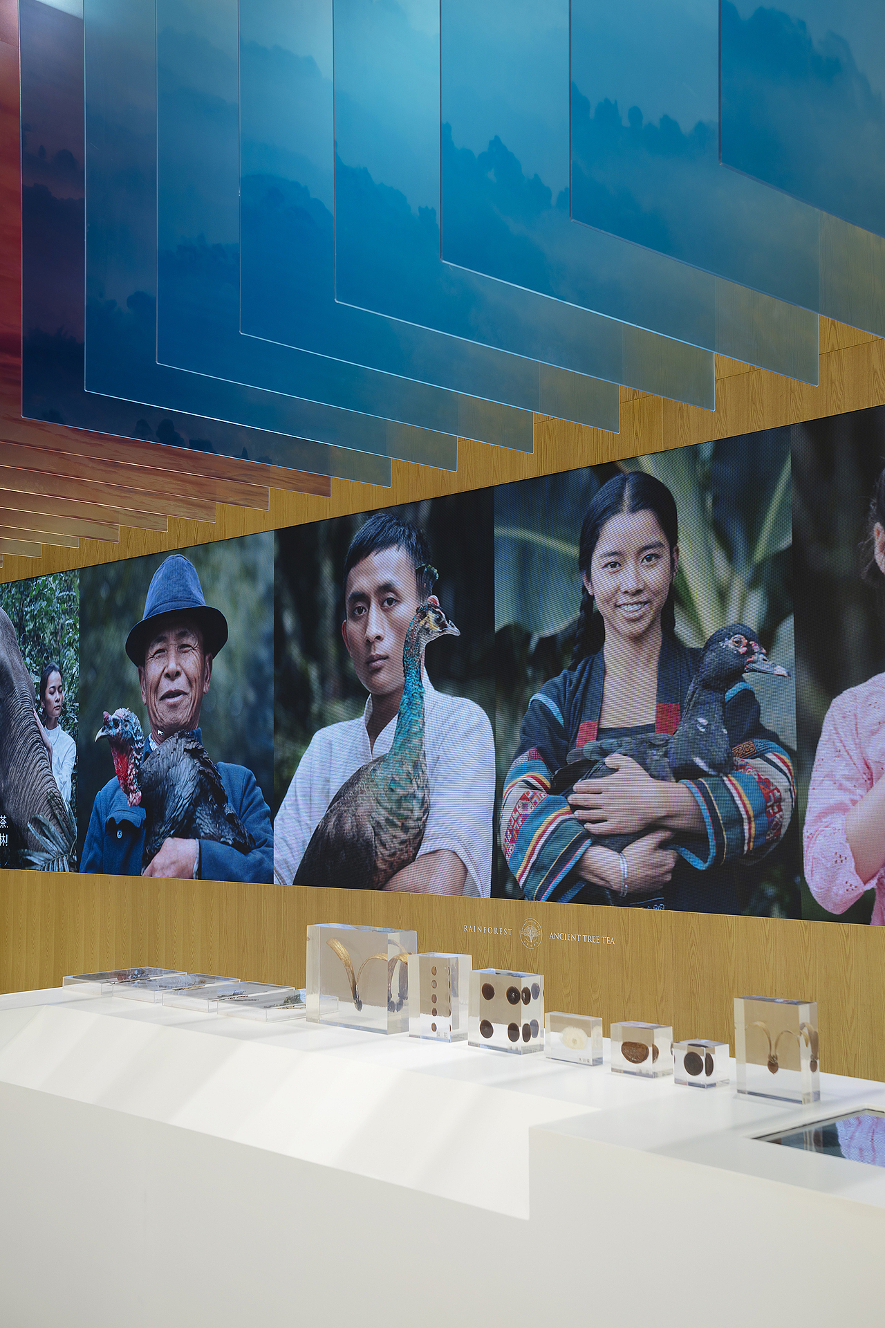 沉浸体验时代，雨林古树茶的体验之旅（图ZMjk0OTgzNDI4） - 展陈设计 - 站酷设计师容品牌原创素材 - 站酷ZCOOL