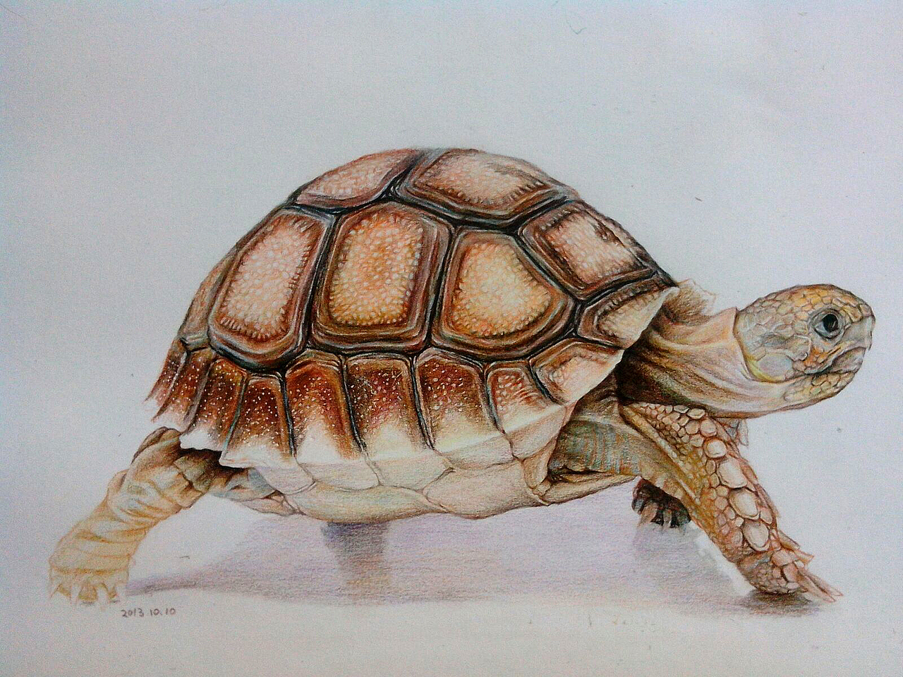 几张最近完成的彩铅画