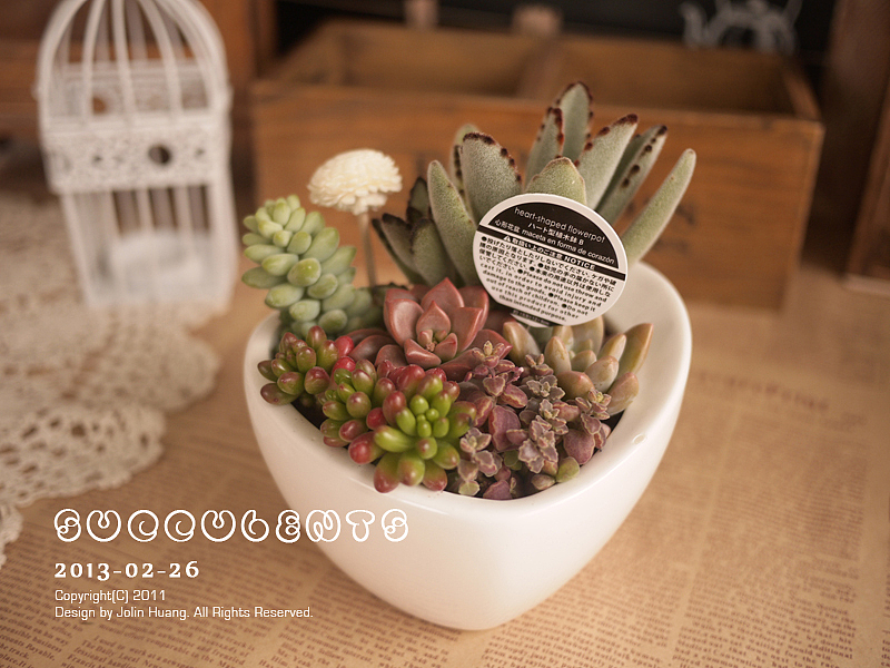 多肉植物组合（图ZMTE0NzYxOTI=） - 产品摄影 - 站酷设计师jolinivy原创素材 - 站酷ZCOOL