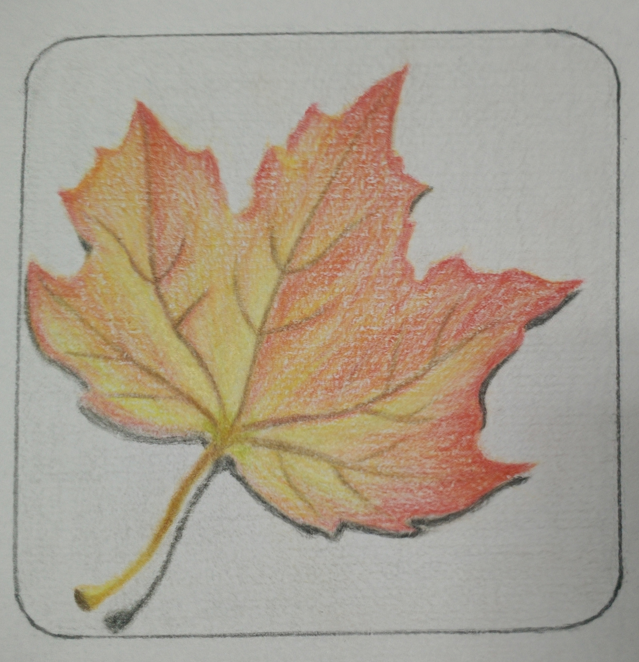 188 1 0 lichangying 杭州  |  ui设计师 这是我一年前学画的枫叶,是