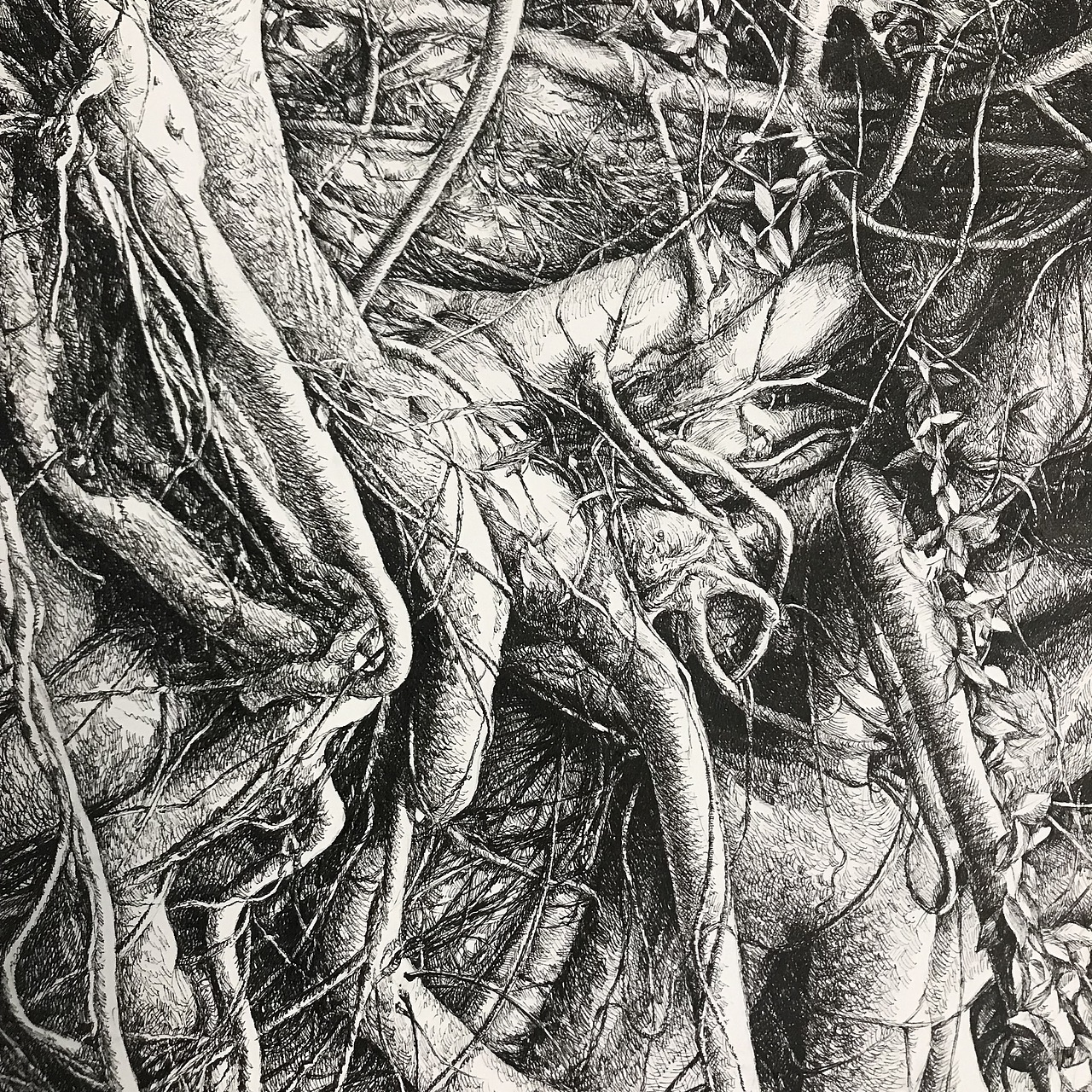 古藤老树（图ZMTM3MTgxODIw） - 绘画 - 站酷设计师ohwa俊桦原创素材 - 站酷ZCOOL