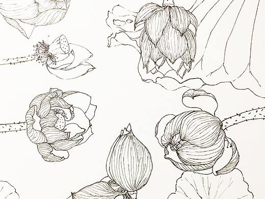 荷花 水莲花（个人主页-ZMzY0NTA4MzI=） - 创作习作 - 站酷设计师Y羿彤原创素材 - 站酷ZCOOL