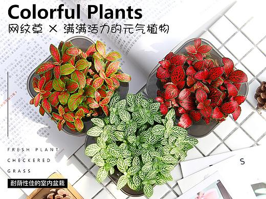 竹垫网纹草