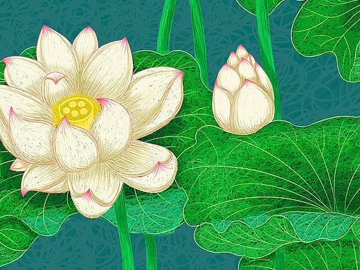 线圈插画-荷花