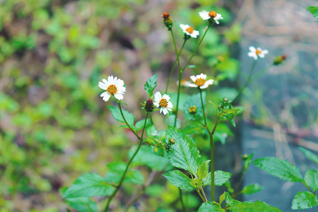 随手拍的风光（图ZMTgyMjAzNzQ4） - 产品摄影 - 站酷设计师弗如Ru原创素材 - 站酷ZCOOL