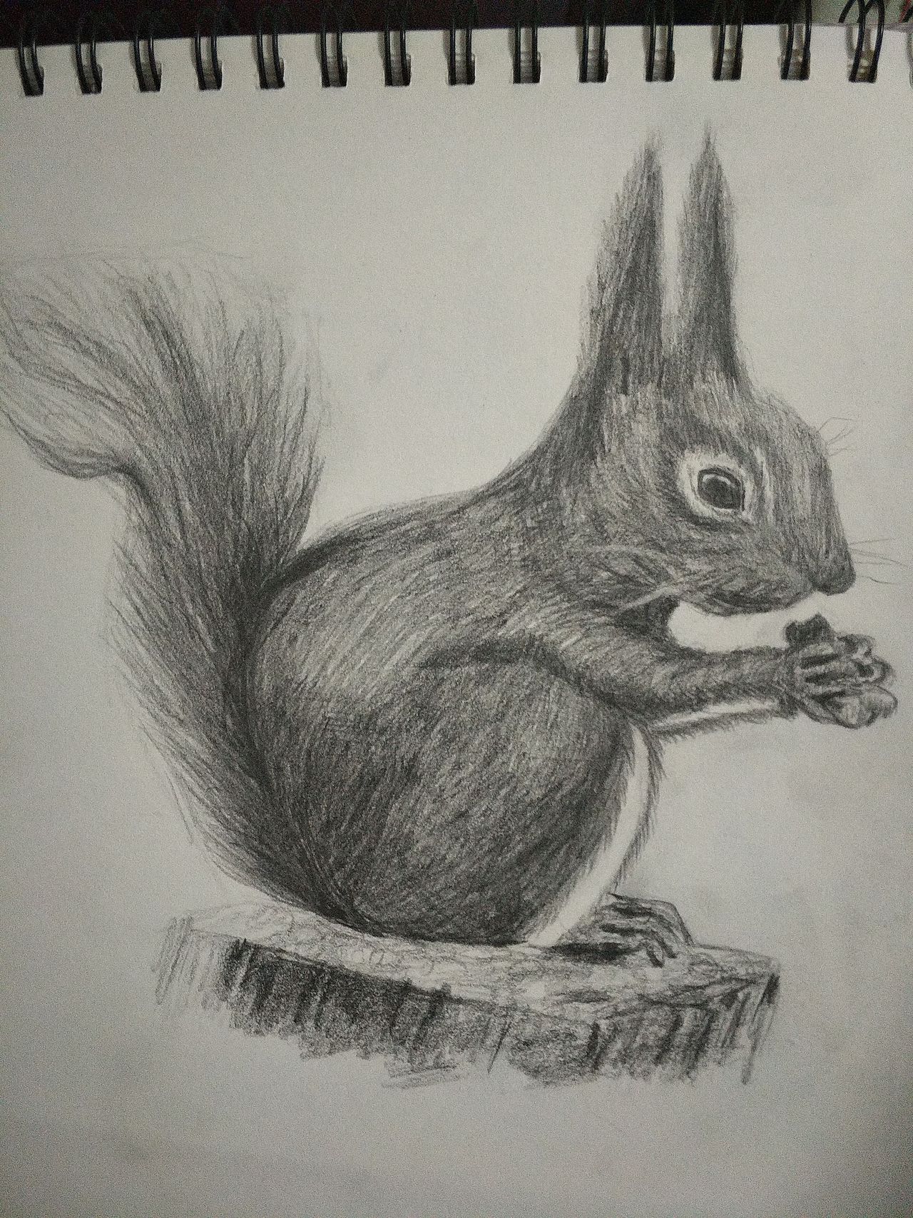 动物素描|插画|像素画|鑫七_临摹作品-站酷zcool