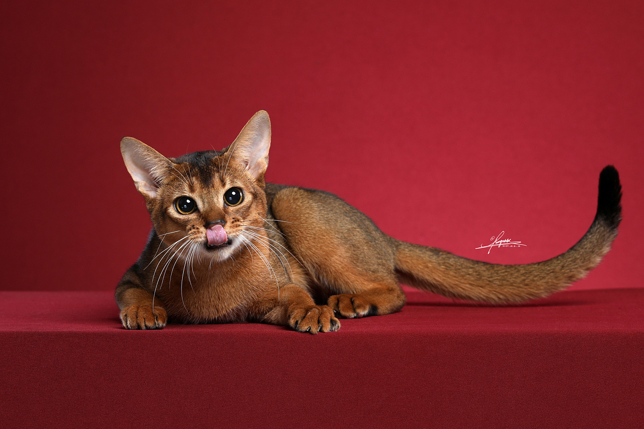 阿比西尼亚猫