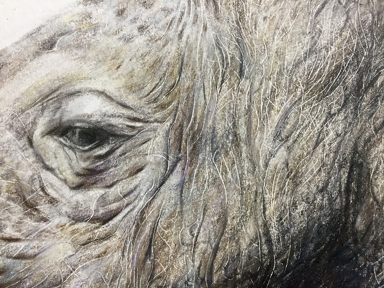 写实彩铅画犀牛