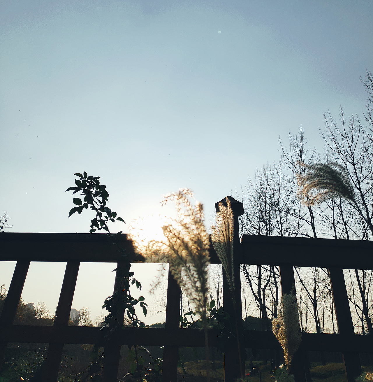 蒹葭苍苍,白露为霜