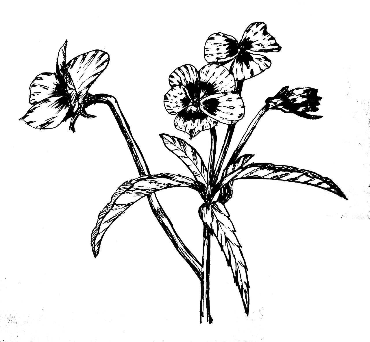 钢笔画花草临摹