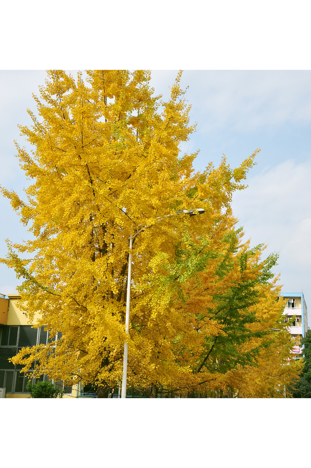 美丽银杏树|摄影|风光摄影|baodong - 原创作品 - 站酷 (ZCOOL)