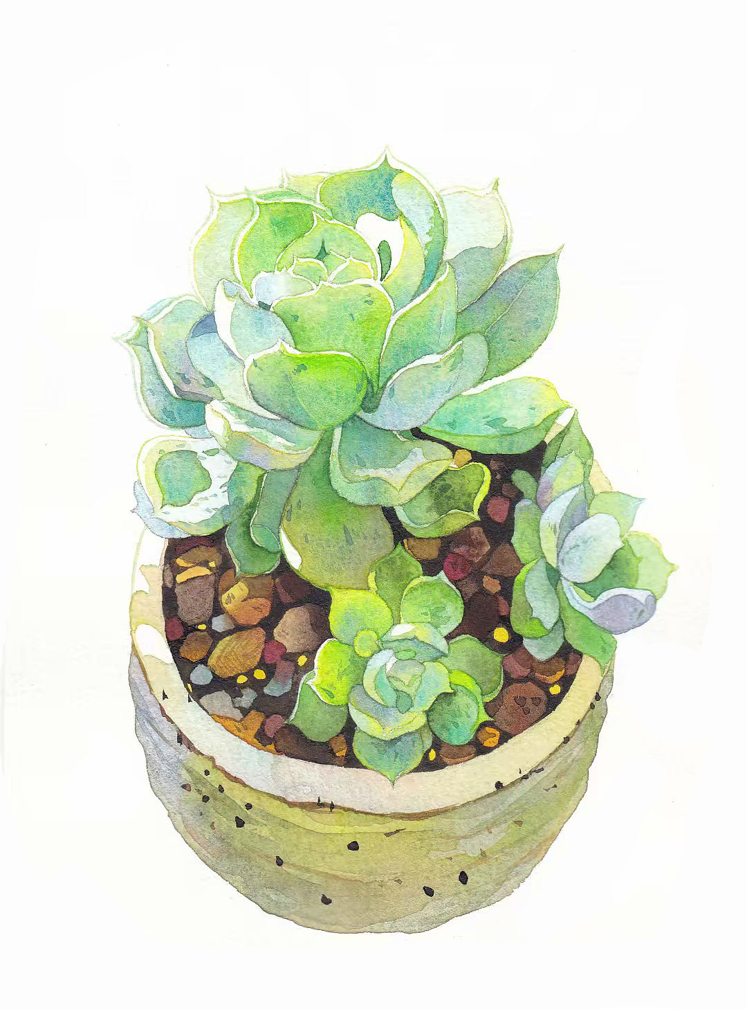 水彩手绘多肉植物系列（图ZMjAxMjAxNTUy） - 绘画 - 站酷设计师插画师酸酸原创素材 - 站酷ZCOOL