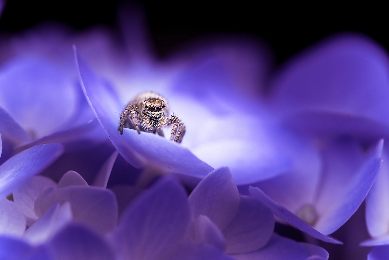 紫色浪漫（图ZMTYwNjU3MDUy） - 风光摄影 - 站酷设计师沉默畅想曲原创素材 - 站酷ZCOOL