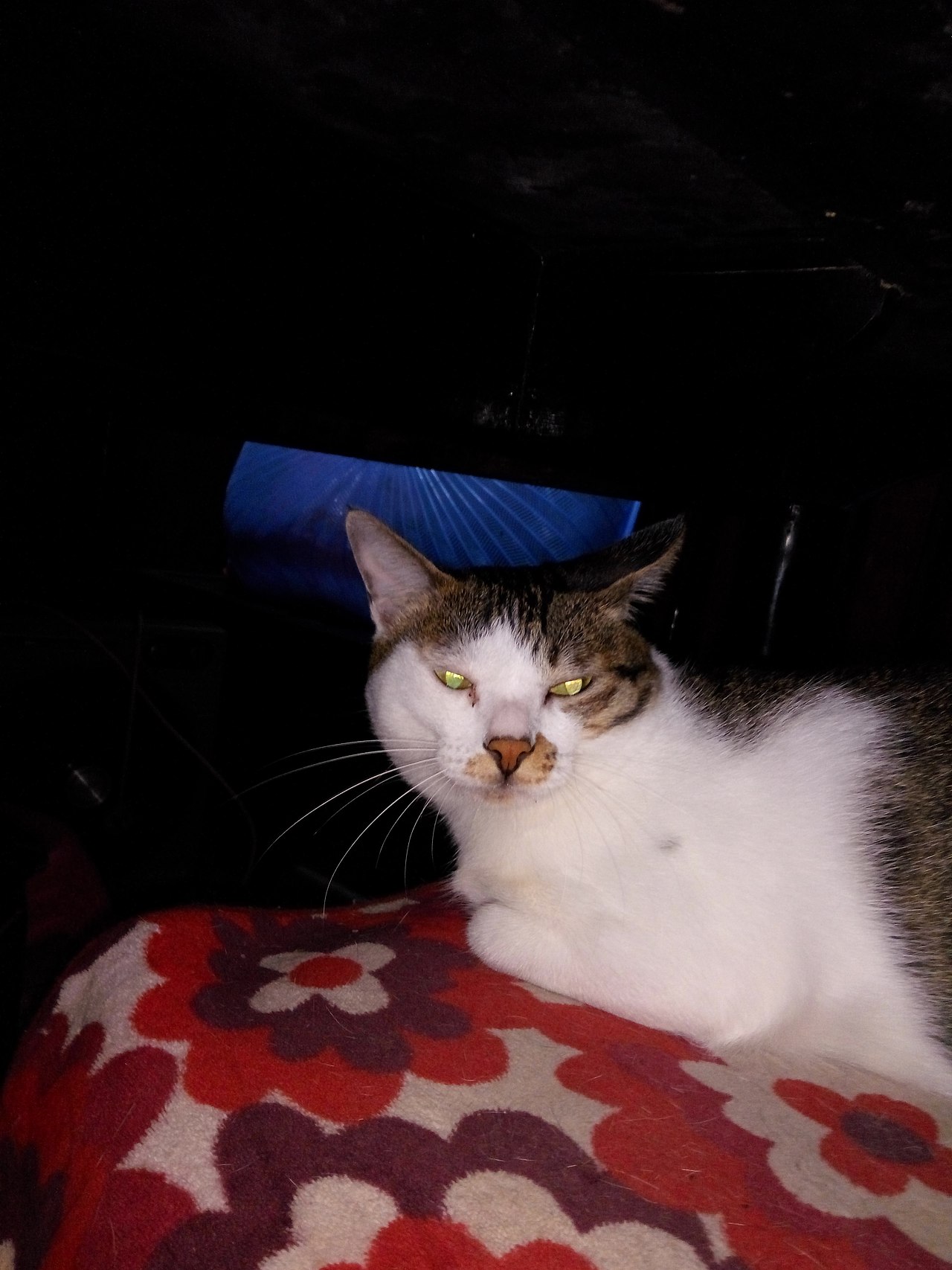 拍猫集01（图ZMTM0MDY0NTAw） - 宠物摄影 - 站酷设计师嘟嘟2019原创素材 - 站酷ZCOOL