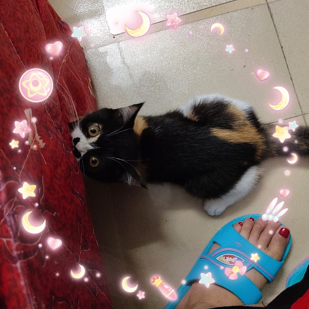 要不要云吸猫