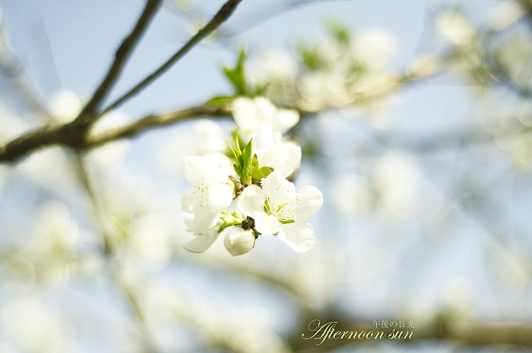 Afternoon sun 午後の日光 ·二