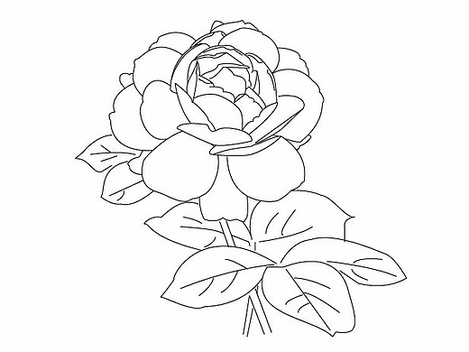 线描——月季花
