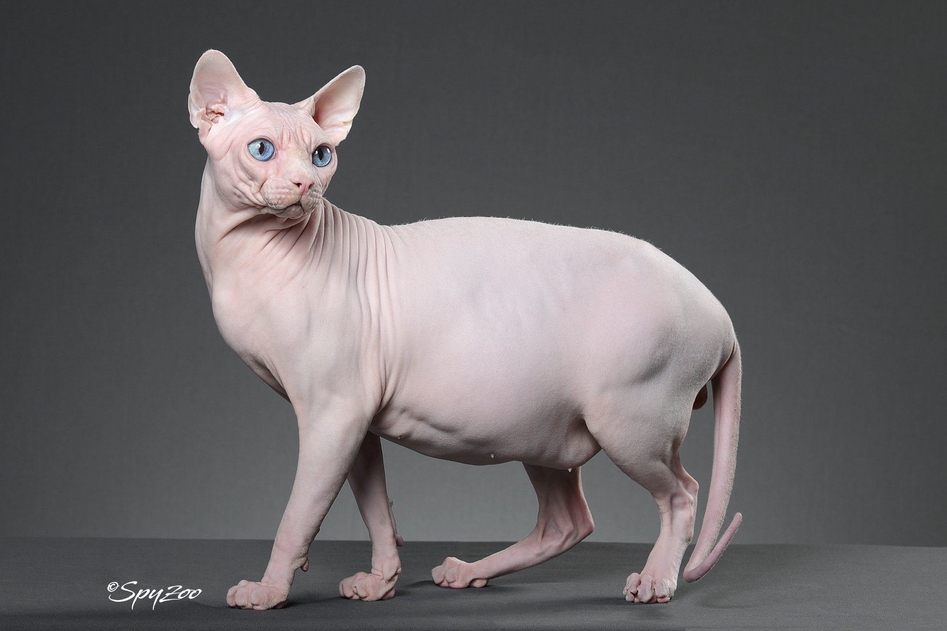 spyzoo猫赛猫照片之「斯芬克斯无毛猫」|摄影|宠物摄影|spyzoo - 原创