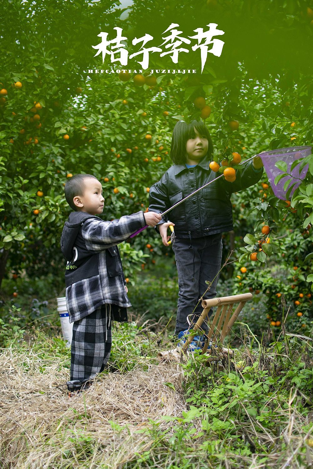 砂糖橘🍊🍊🍊🍊