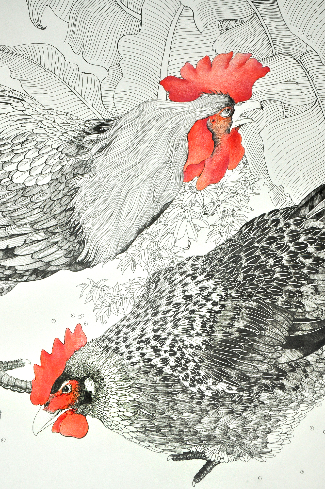 针管笔画——鸡