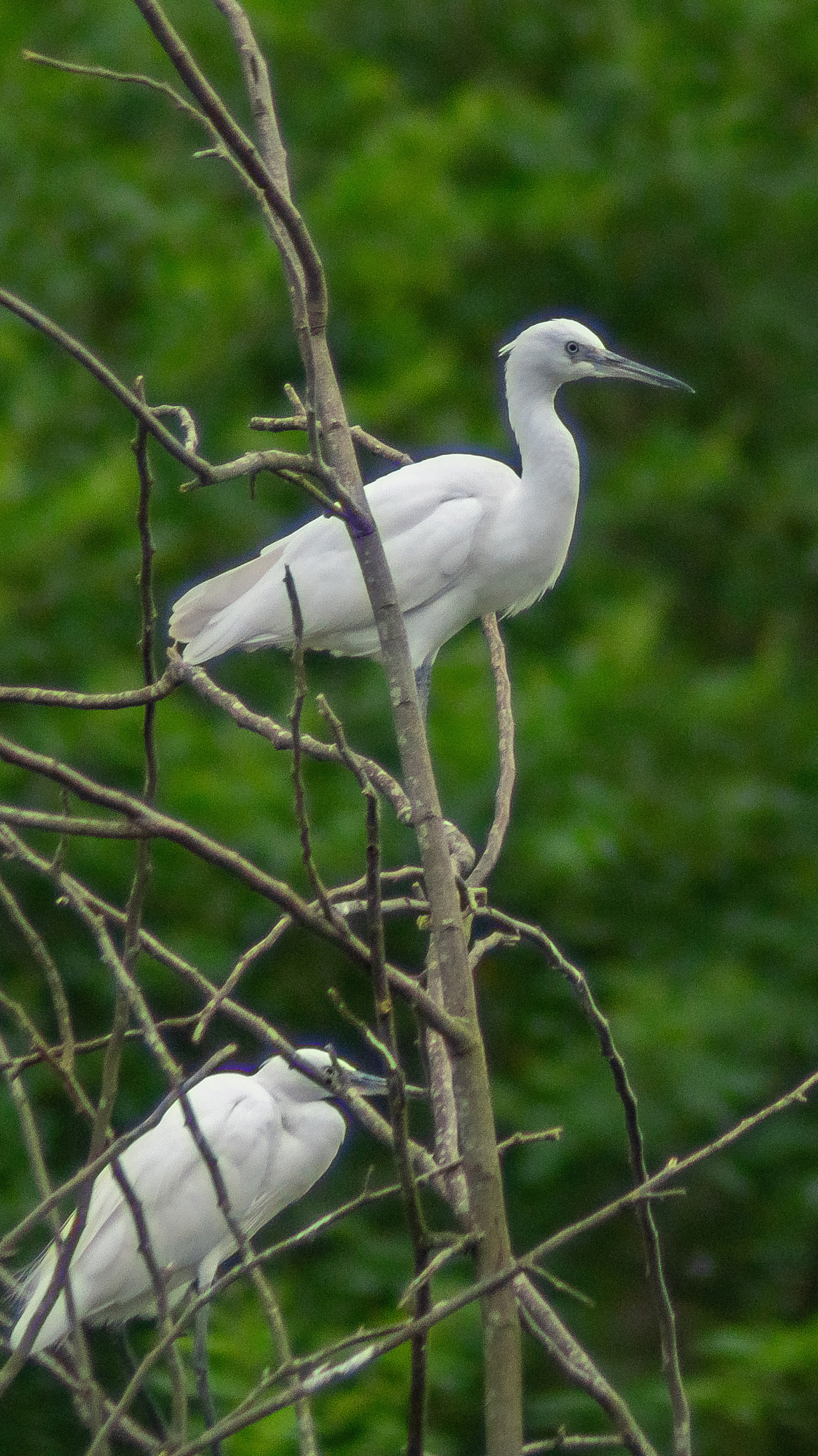 第一次尝试拍摄野生水鸟