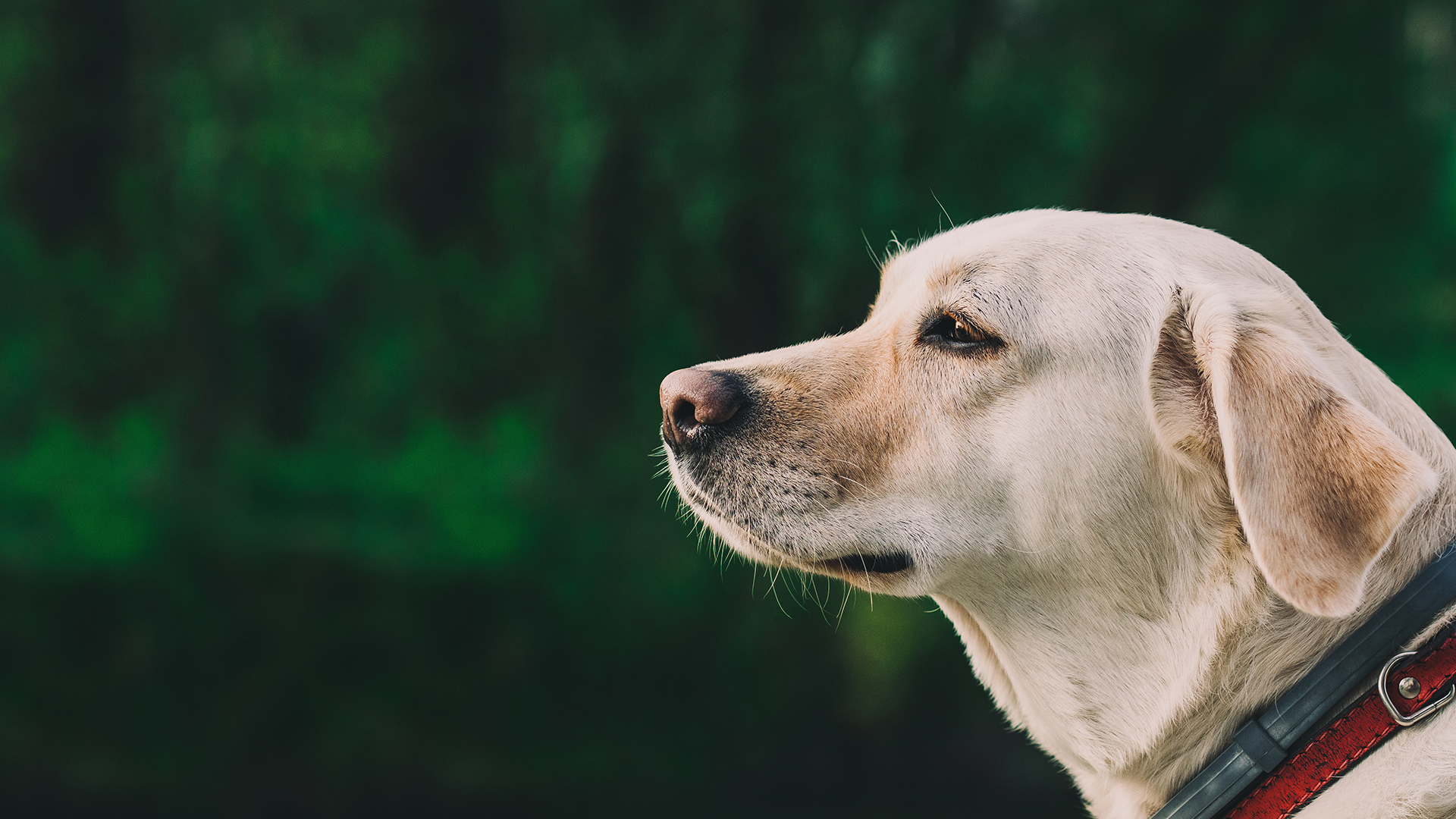 Chee_Xu的个人主页（封面预览） - 主页封面设置 - 站酷设计师Chee_Xu原创素材 - 站酷ZCOOL